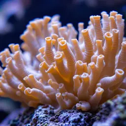 Hump Coral, photo 2