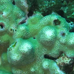 Lichen Coral, photo 2
