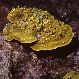 Lichen Coral, photo 1