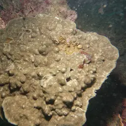 Lichen Coral, photo 3