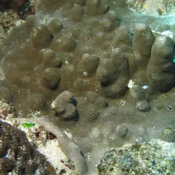 Lichen Coral, photo 4