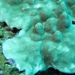 Lichen Coral, photo 5