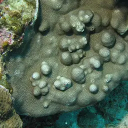 Lichen Coral, photo 6