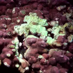 Lichen Coral, photo 7