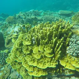 Lichen Coral, photo 8