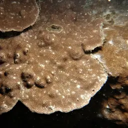 Lichen Coral, photo 9