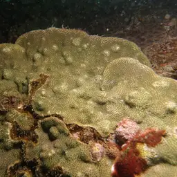 Lichen Coral, photo 10