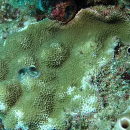 Lichen Coral, photo 11