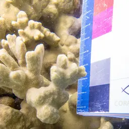 Lichen Coral, photo 12
