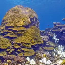 Hump Coral, photo 2