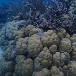 Hump Coral, photo 3