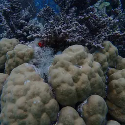 Hump Coral, photo 4
