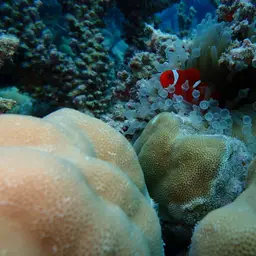 Hump Coral, photo 5