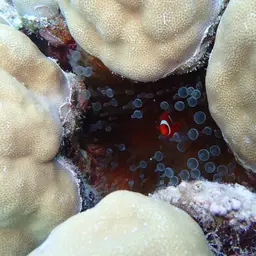 Hump Coral, photo 6