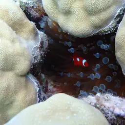 Hump Coral, photo 1