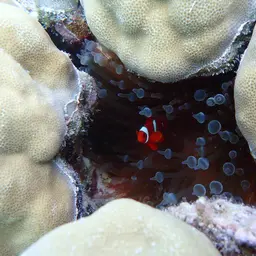 Hump Coral, photo 7