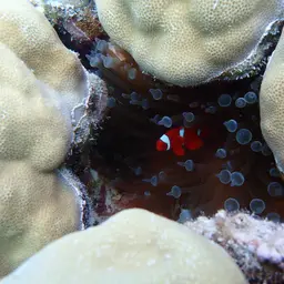 Hump Coral, photo 8