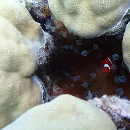 Hump Coral, photo 9