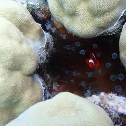 Hump Coral, photo 10
