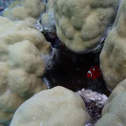 Hump Coral, photo 11