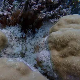 Hump Coral, photo 12