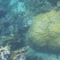 Mound Coral, photo 2