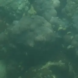 Mound Coral, photo 3