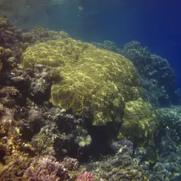 Mound Coral, photo 4