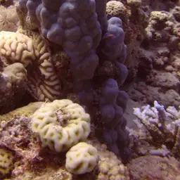 Mound Coral, photo 1