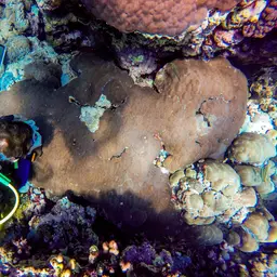 Mound Coral, photo 5