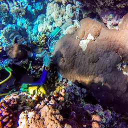 Mound Coral, photo 6