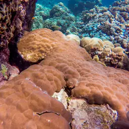 Mound Coral, photo 7