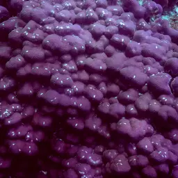 Hump Coral, photo 1