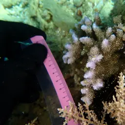 Hump Coral, photo 1