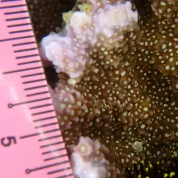 Hump Coral, photo 2