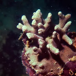 Hump Coral, photo 1