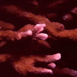 Hump Coral, photo 2