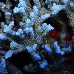 Hump Coral, photo 2