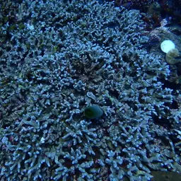 Hump Coral, photo 3
