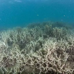 Hump Coral, photo 4