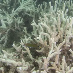 Hump Coral, photo 5
