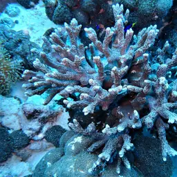 Hump Coral, photo 6