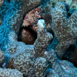 Hump Coral, photo 7
