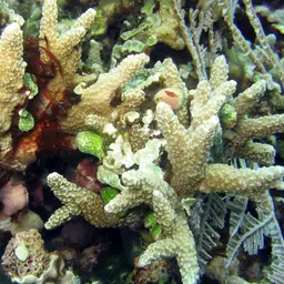 Hump Coral, photo 8