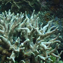 Hump Coral, photo 9