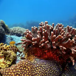 Hump Coral, photo 1