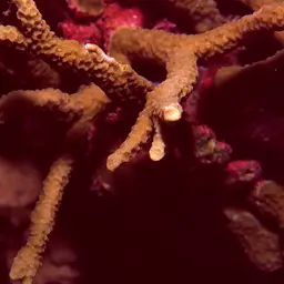 Hump Coral, photo 10