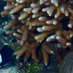 Hump Coral, photo 11