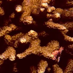Hump Coral, photo 12