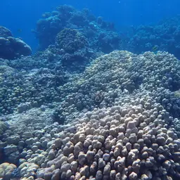 Hump Coral, photo 2